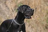 DOGUE ALLEMAND 928